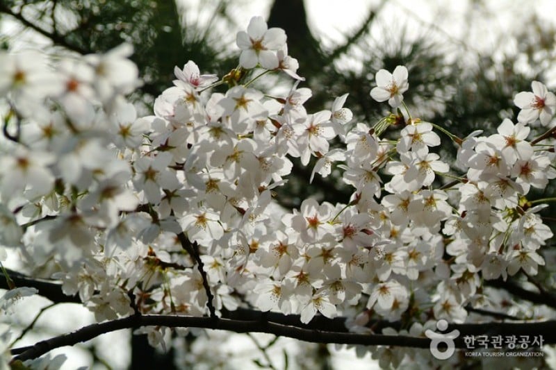 南山公園(首爾) (11/29)