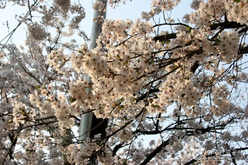 永登浦汝矣島櫻花節 (1/14)