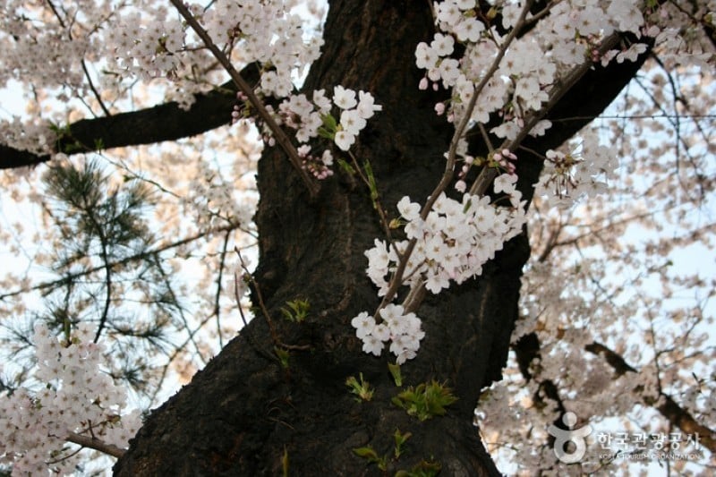 永登浦汝矣島櫻花節 (2/14)