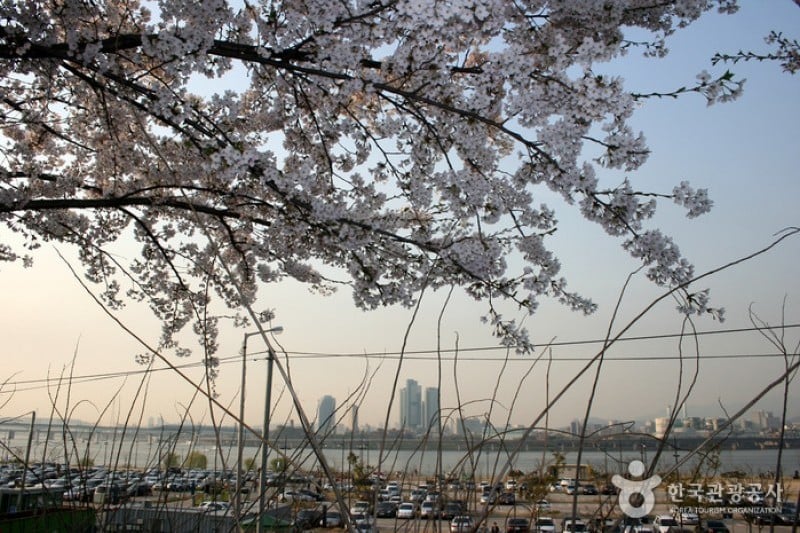 永登浦汝矣島櫻花節 (3/14)