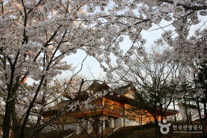 永登浦汝矣島櫻花節 (4/14)
