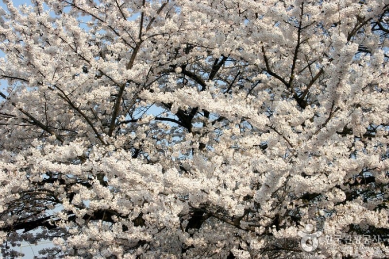 永登浦汝矣島櫻花節 (9/14)