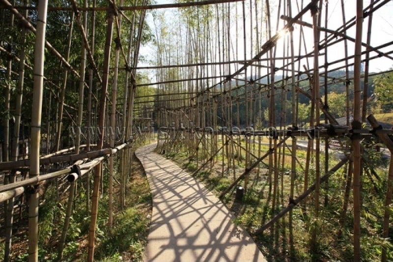 Dream Forest  (3/56)