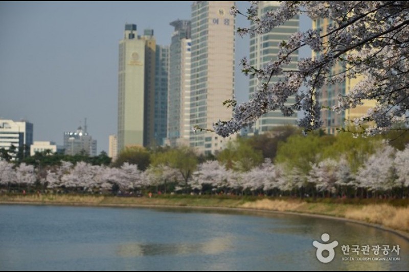 石村湖水櫻花節 (1/8)