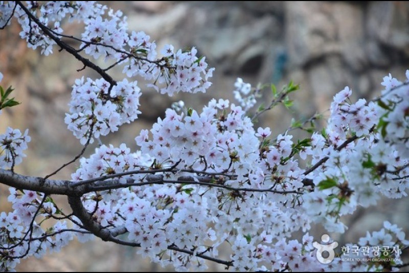石村湖水櫻花節 (3/8)