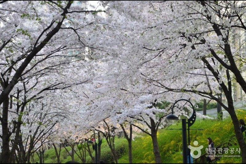 石村湖水櫻花節 (4/8)
