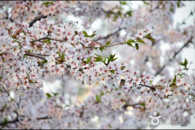 石村湖水櫻花節 (5/8)