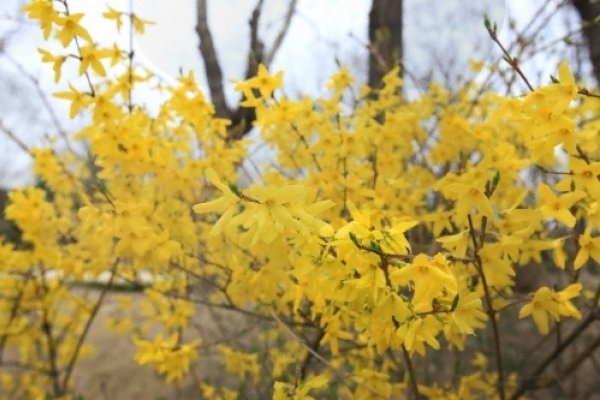 鷹峰山迎春花節