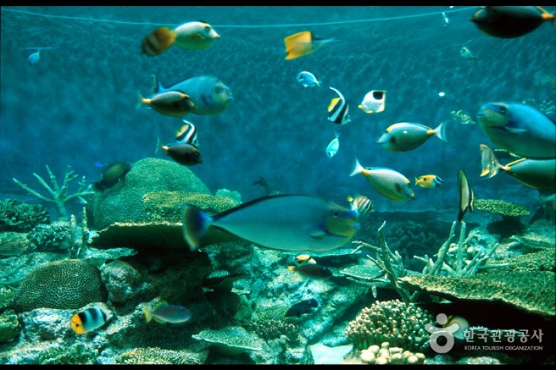 COEX水族館 (4/8)