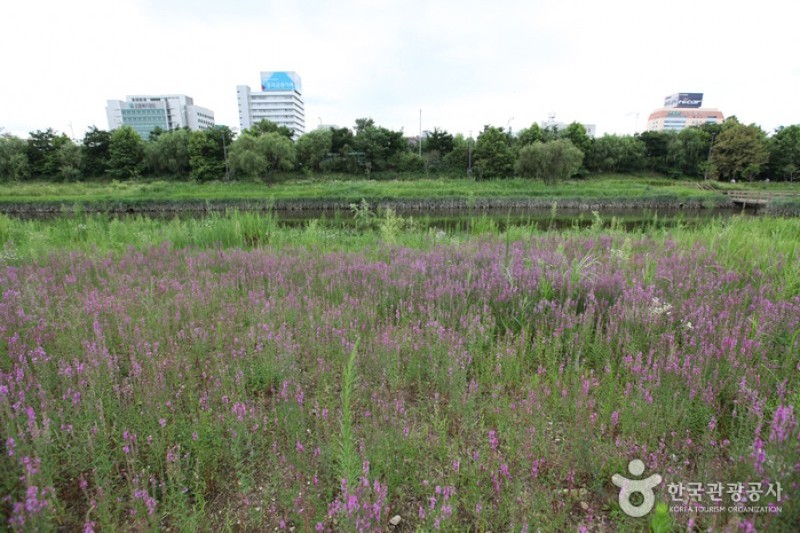 汝矣島河口生態公園(여의도샛강생태공원) (3/12)