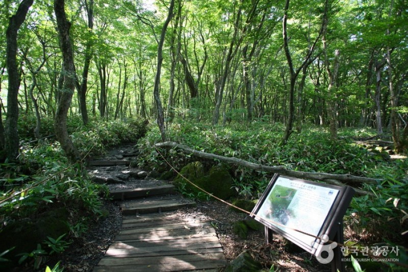 漢拿山國立公園[聯合國教科文組織世界自然遺產] (3/19)