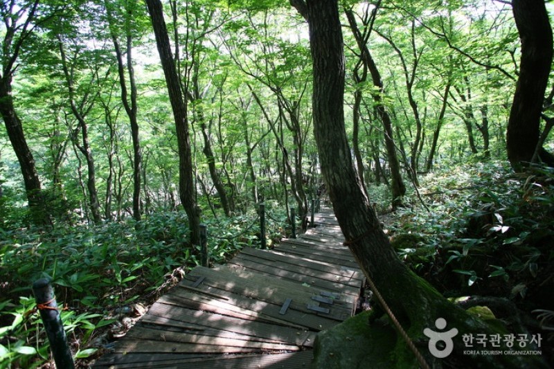 漢拿山國立公園[聯合國教科文組織世界自然遺產] (4/19)