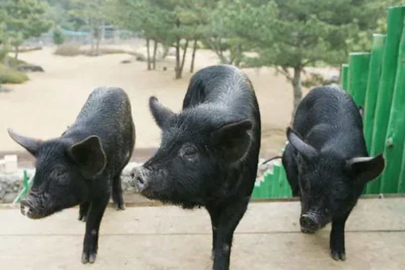 休愛里自然生活公園(휴애리자연생활공원) (2/16)