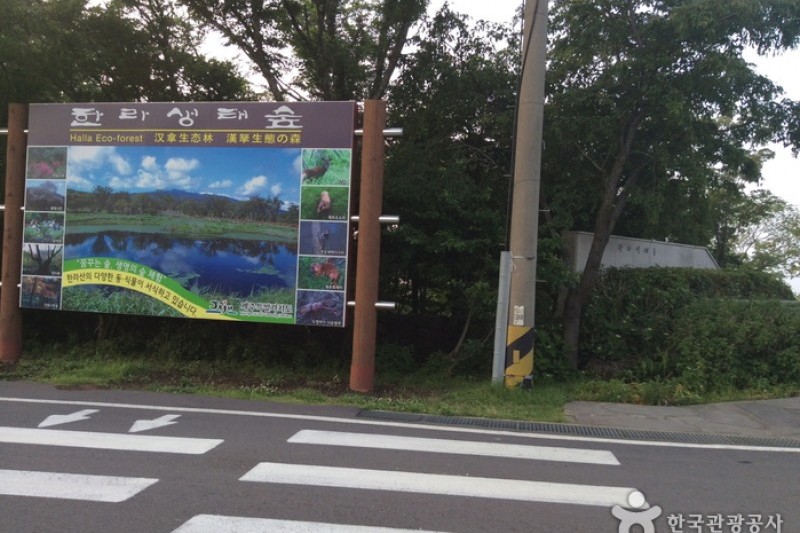 漢拏生態林 (1/5)