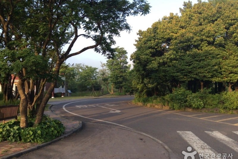 漢拏生態林 (3/5)