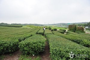 濟州西廣茶園