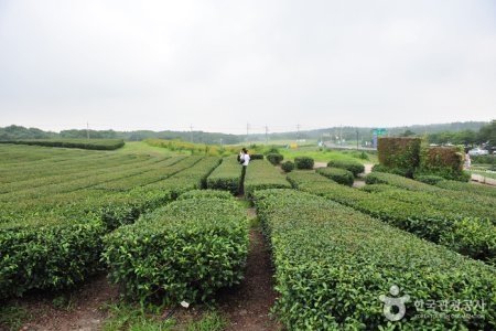 濟州西廣茶園