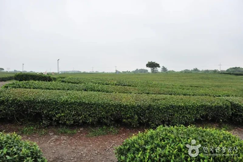 濟州西廣茶園