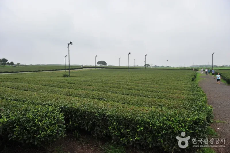濟州西廣茶園