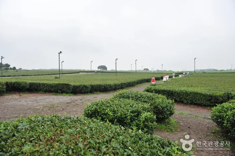 濟州西廣茶園