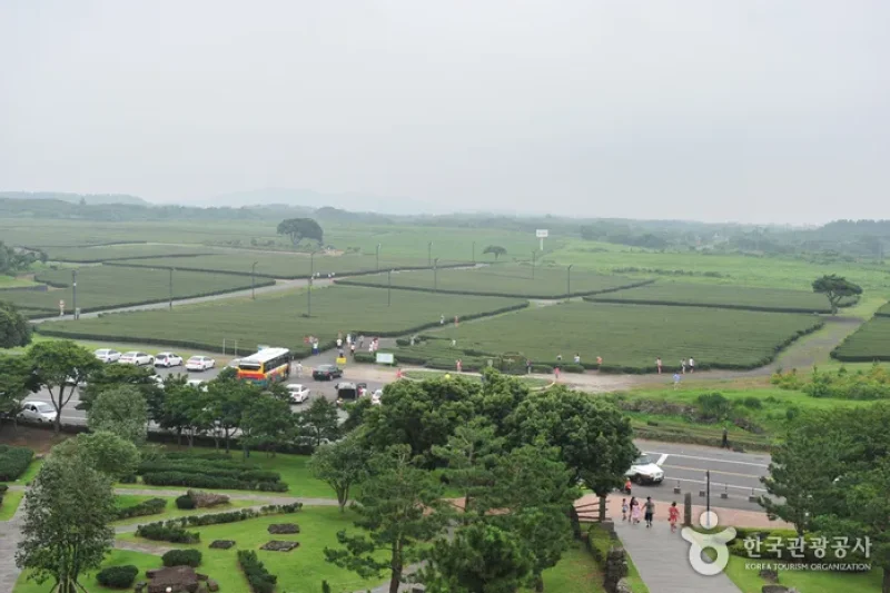 濟州西廣茶園