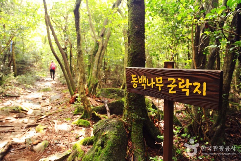 濟州島觀光特區(제주도 관광특구) (21/28)