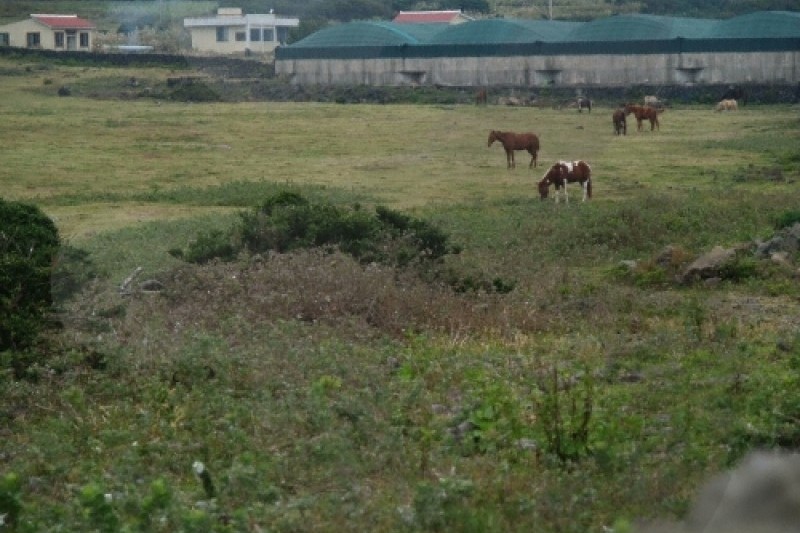 新豐新川海洋牧場(신풍 신천 바다목장)