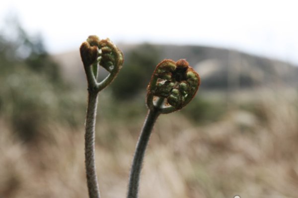 漢拏山清淨蕨菜節