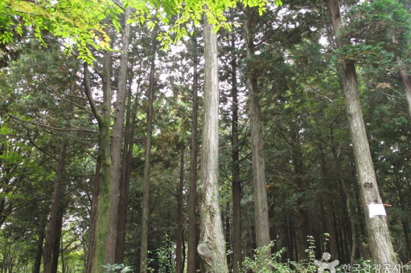 西歸浦自然休養林 (1/15)