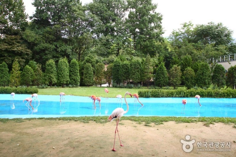 首爾大公園 (13/58)
