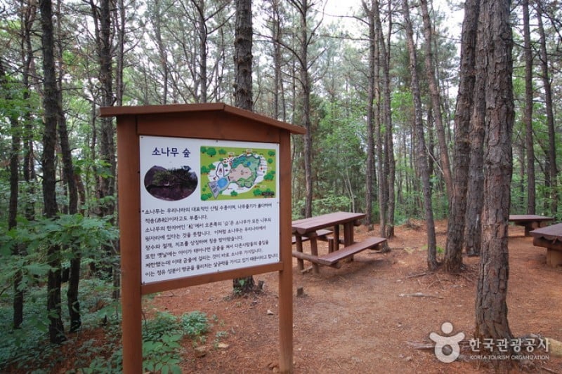 首爾大公園 (22/58)