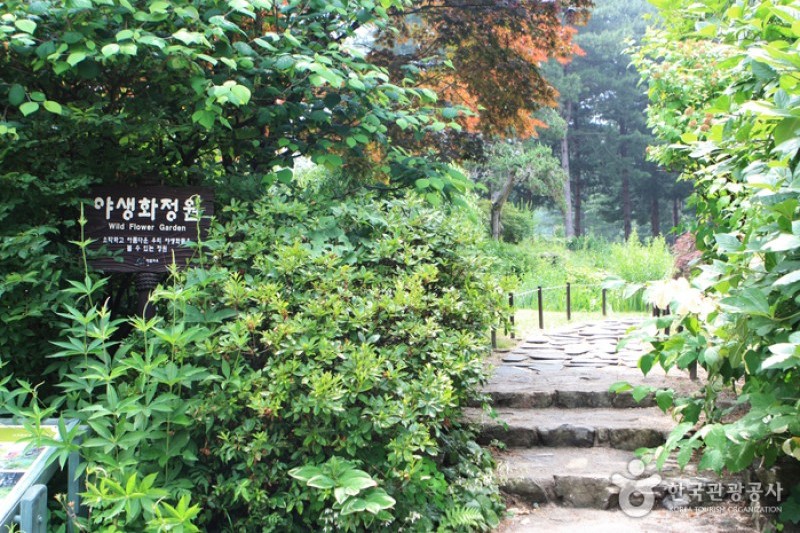 晨靜樹木園 (15/54)