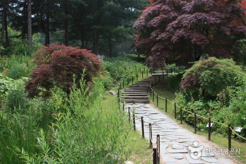 晨靜樹木園 (16/54)