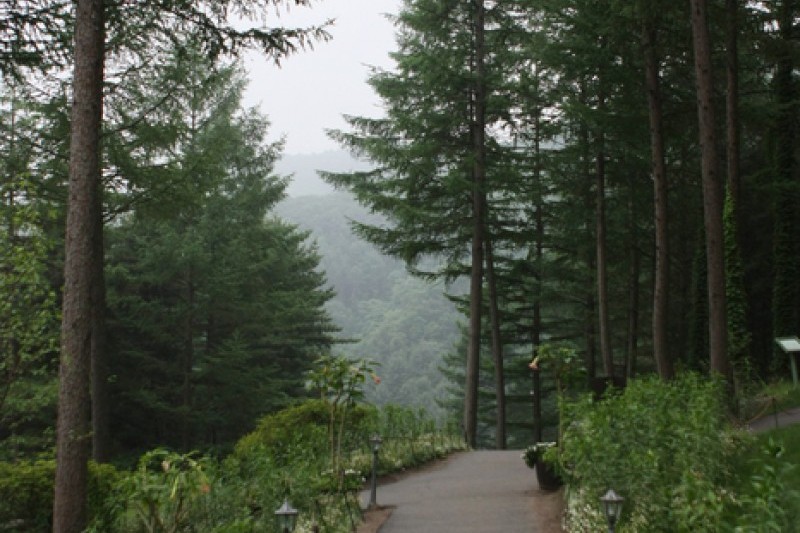 晨靜樹木園 (18/54)