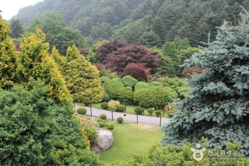 晨靜樹木園 (26/54)