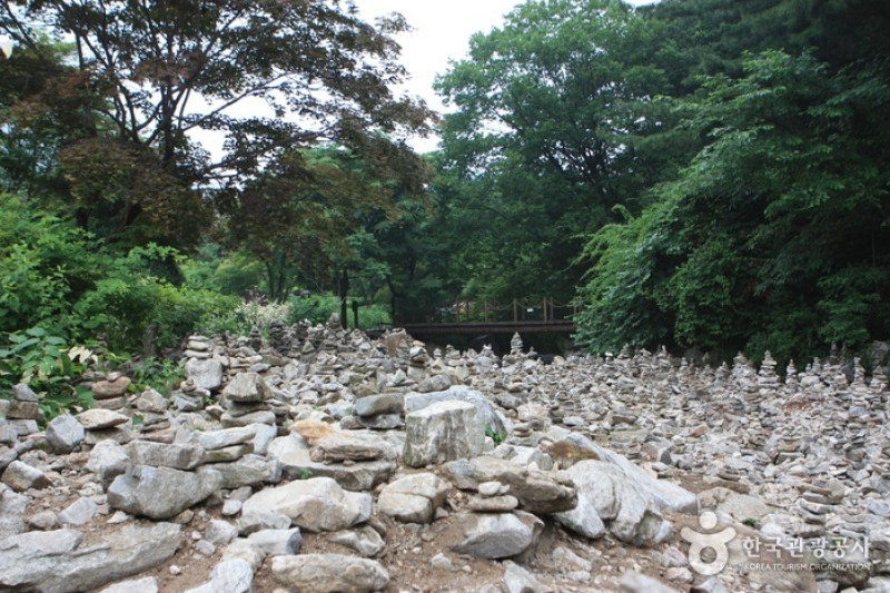 晨靜樹木園 (30/54)