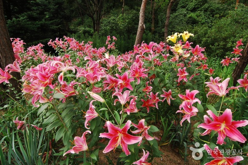 韓宅植物園