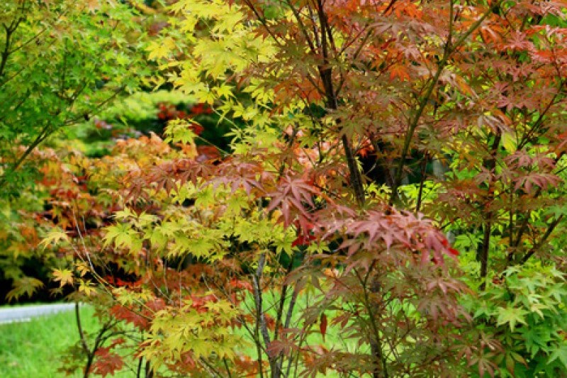 京畿道立水香樹木園 (10/48)