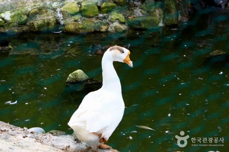 京畿道立水香樹木園 (33/48)