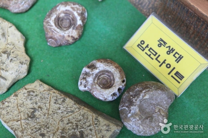 Arachnopia生態樹木園 • 珠弼蜘蛛博物館 (5/17)