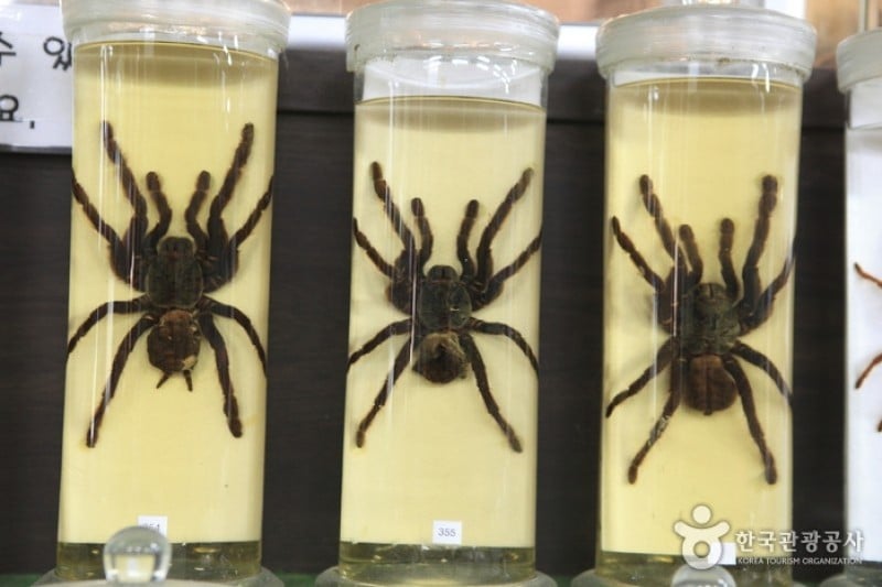 Arachnopia生態樹木園 • 珠弼蜘蛛博物館 (9/17)