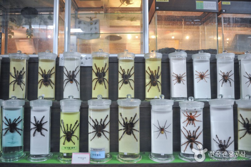 Arachnopia生態樹木園 • 珠弼蜘蛛博物館 (13/17)