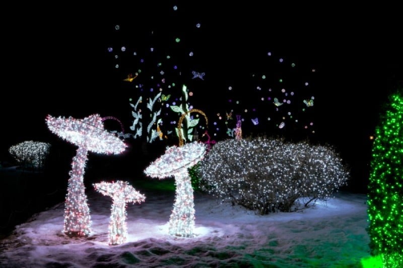 晨靜樹木園五色星光庭園展 (11/18)