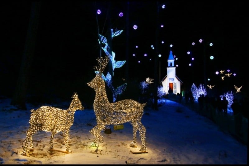 晨靜樹木園五色星光庭園展 (12/18)