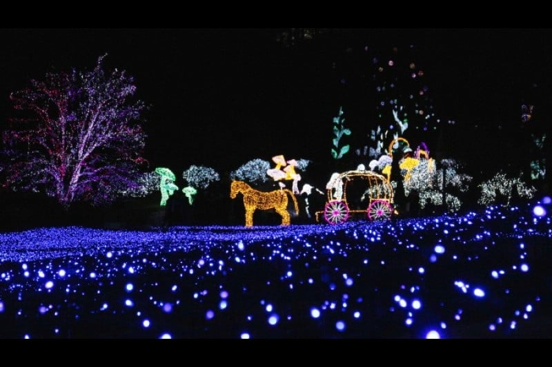 晨靜樹木園五色星光庭園展 (16/18)