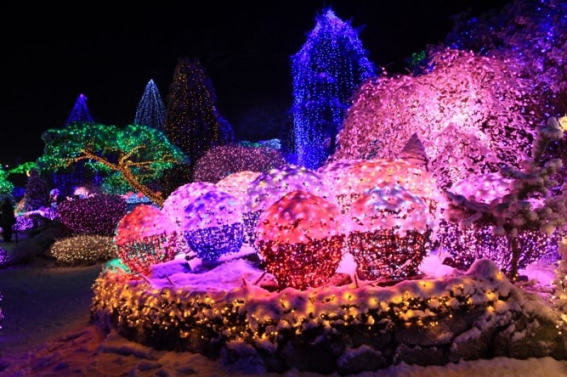 晨靜樹木園五色星光庭園展 (17/18)