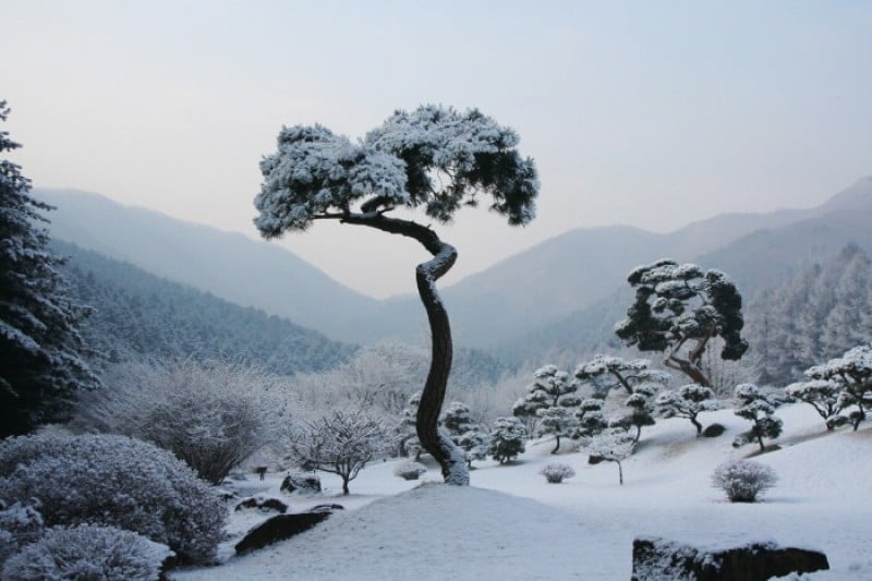 晨靜樹木園五色星光庭園展 (18/18)
