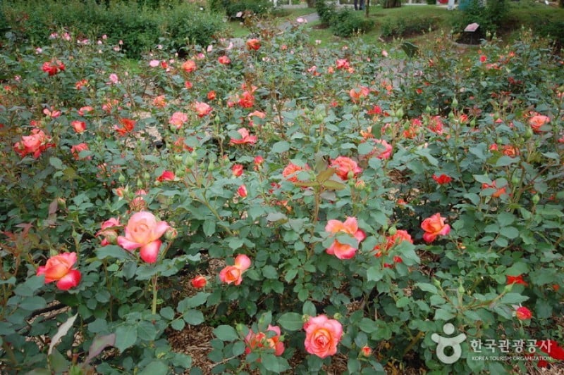 首爾大公園玫瑰園 (1/1)