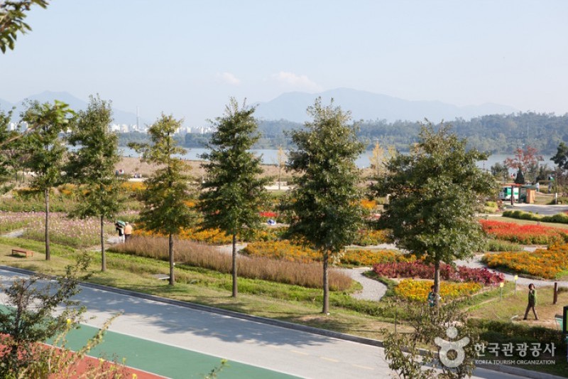 九里市民漢江公園(波斯菊公園)