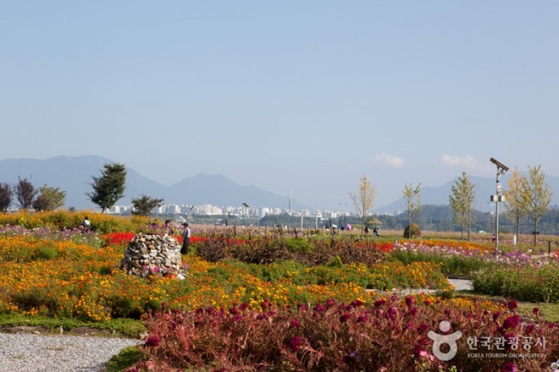 九里市民漢江公園(波斯菊公園)